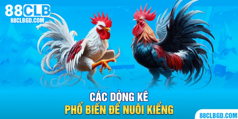 Nuôi gà kiểng - thú vui được nhiều thành viên lựa chọn