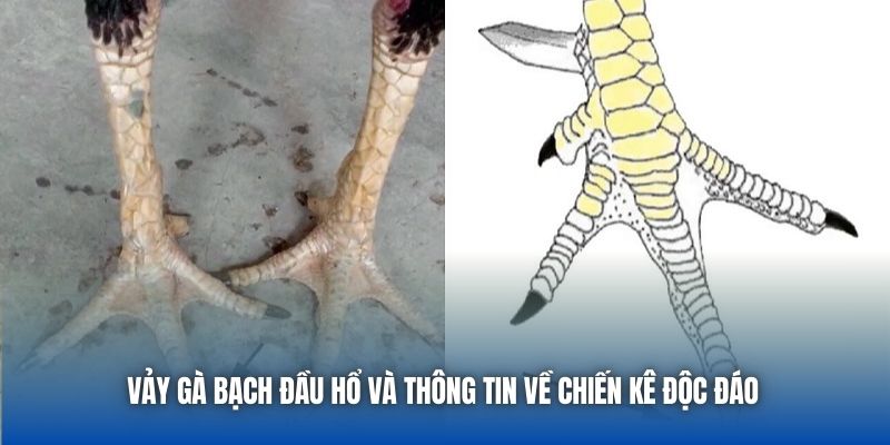 Vảy gà bạch đầu hổ và thông tin về chiến kê độc đáo