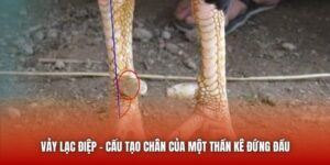 Vảy Lạc Diệp - Cấu Tạo Chân Của Một Thần Kê Đứng Đầu