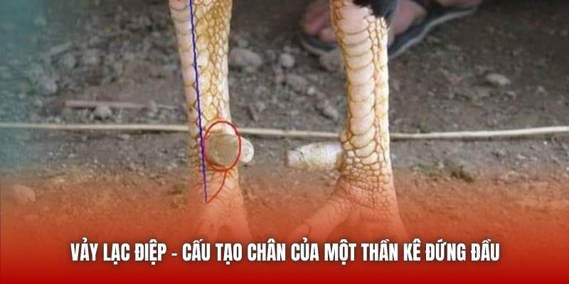 Vảy Lạc Diệp - Cấu Tạo Chân Của Một Thần Kê Đứng Đầu