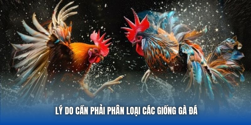 Lý do cần phải phân loại các giống gà đá