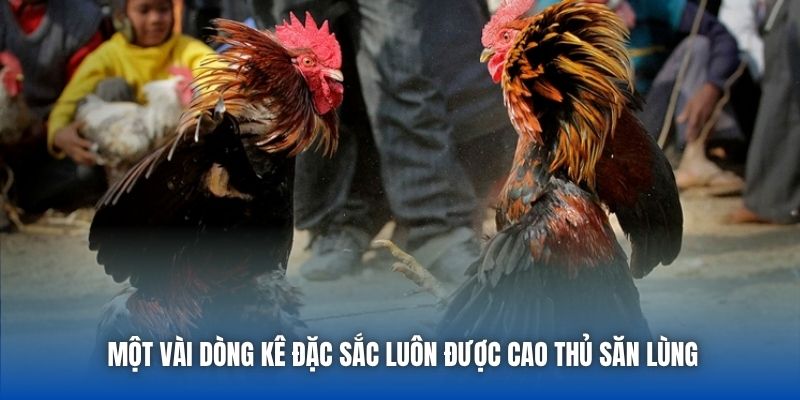 Một vài dòng kê đặc sắc luôn được cao thủ săn lùng