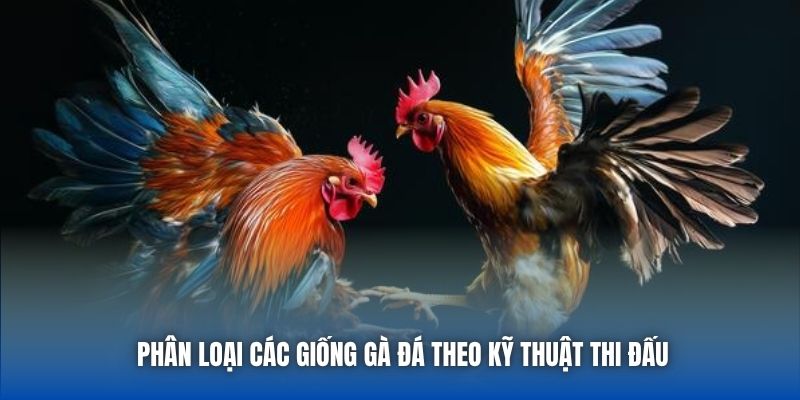 Phân loại các giống gà đá theo kỹ thuật thi đấu